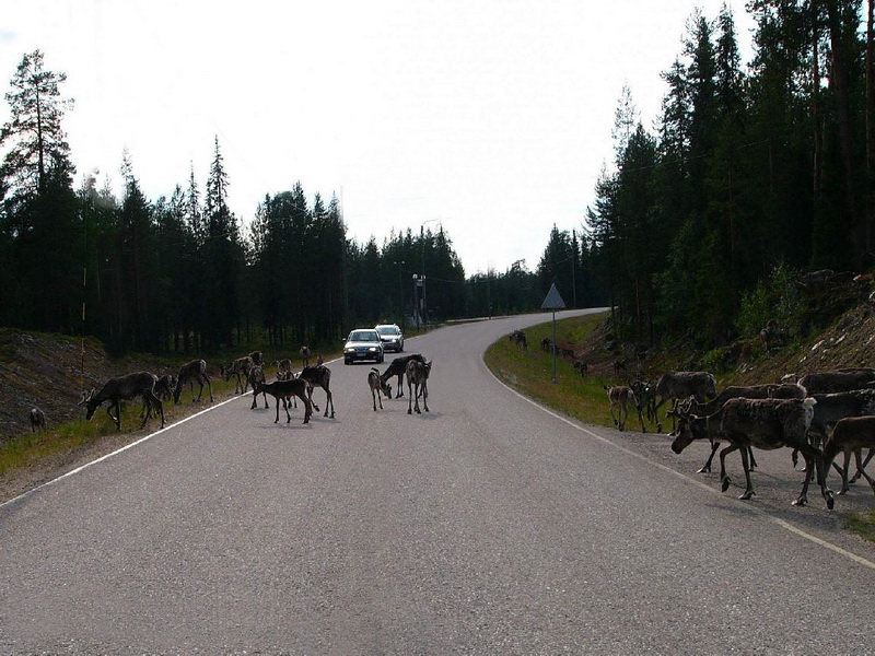 Specie interessanti dalla Lapponia 4 Le Russule